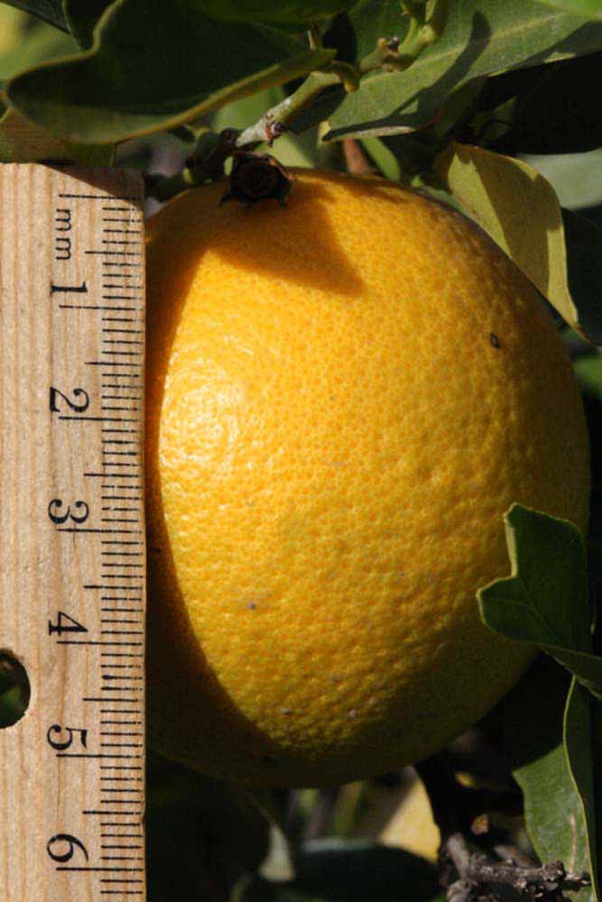              Fruit (Riverside, CA)       